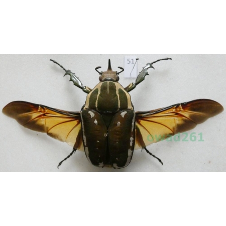 Mecynorhina ugandensis (Moser, 1907) male ex. ovo Cameroon51